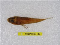 藏品(松葉牛尾魚)的圖片